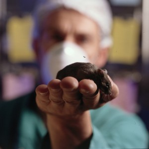 mouse-brown-on-hand-1-CC-adj